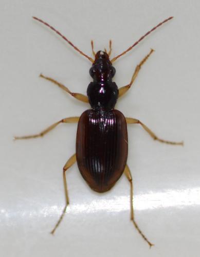 Réf. 249 238 : Paranchus albipes